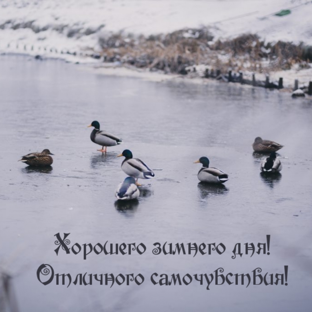 Хорошего зимнего дня! Отличного самочувствия!