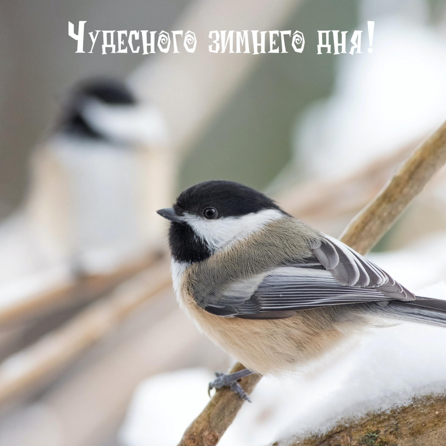 Чудесного зимнего дня!