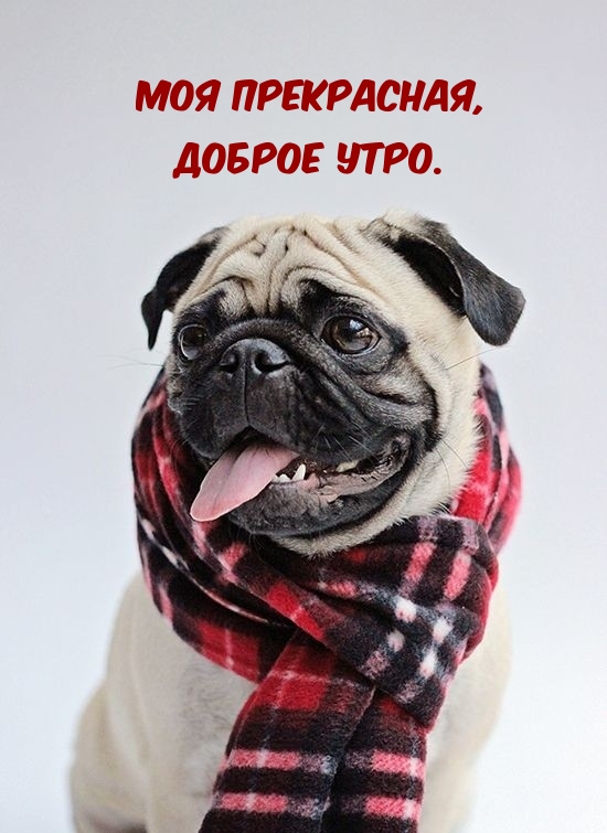 Моя прекрасная, доброе утро.