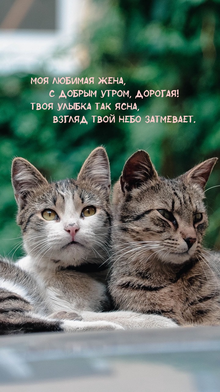 Моя любимая жена, с добрым утром, дорогая!