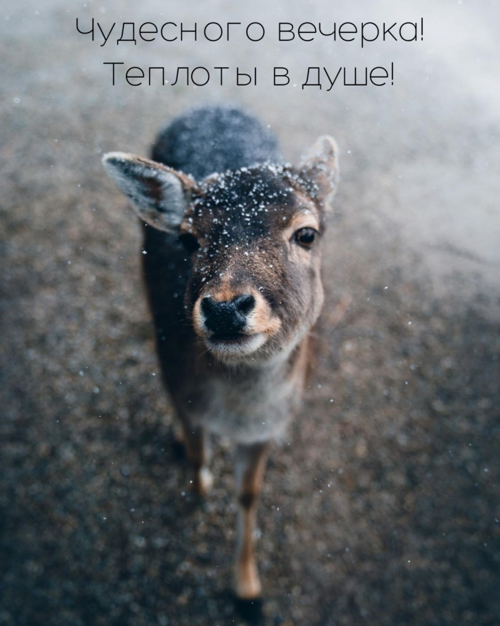 Чудесного вечерка! Теплоты в душе!