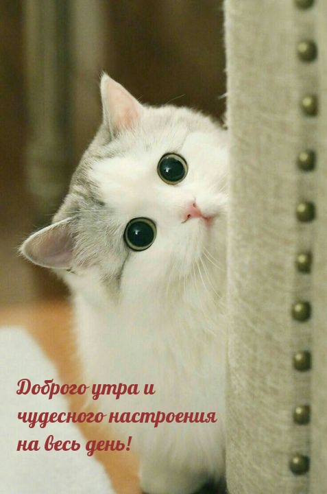 Доброго утра и чудесного настроения на весь день!