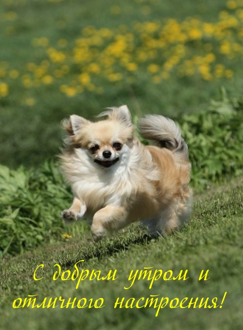 С добрым утром и отличного настроения!