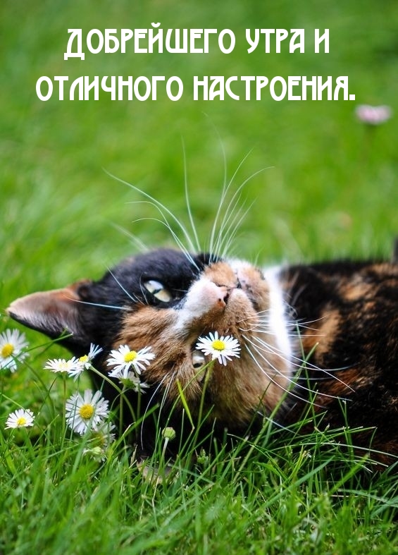 Добрейшего утра и отличного настроения.