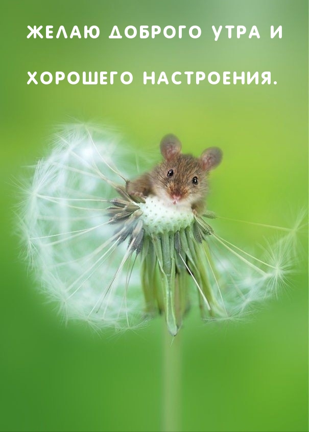 Желаю доброго утра и хорошего настроения.