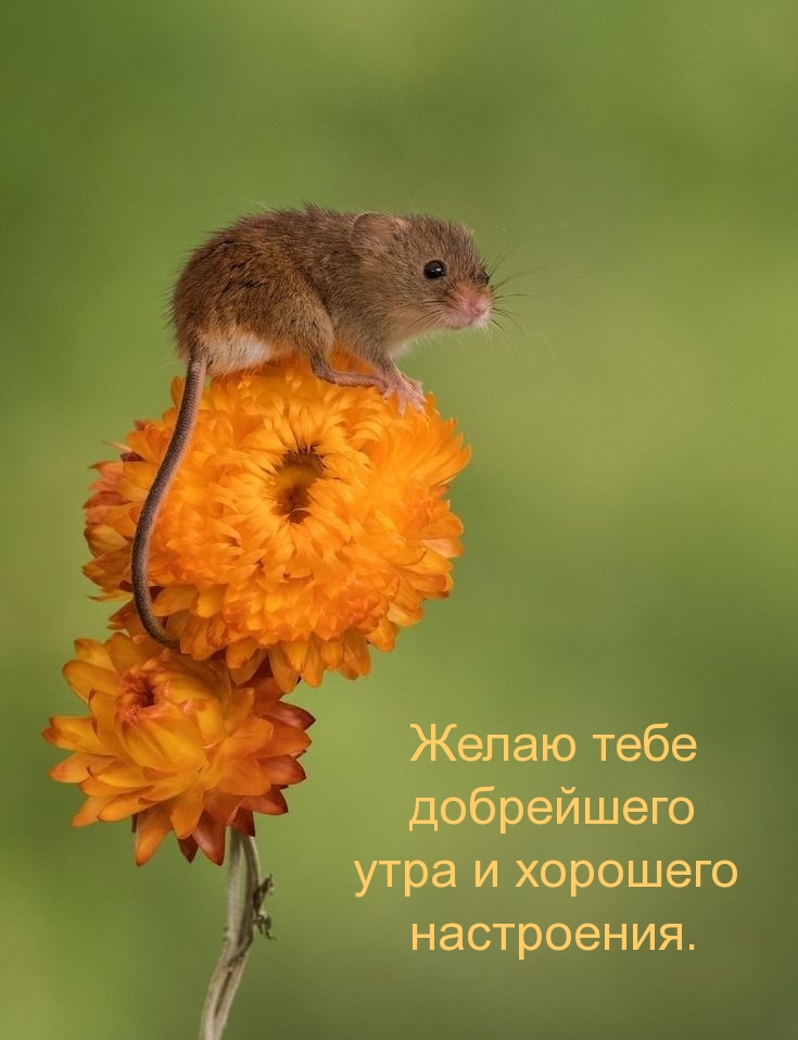 Желаю тебе добрейшего  утра и хорошего настроения.