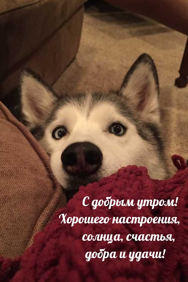 С добрым утром! Хорошего настроения