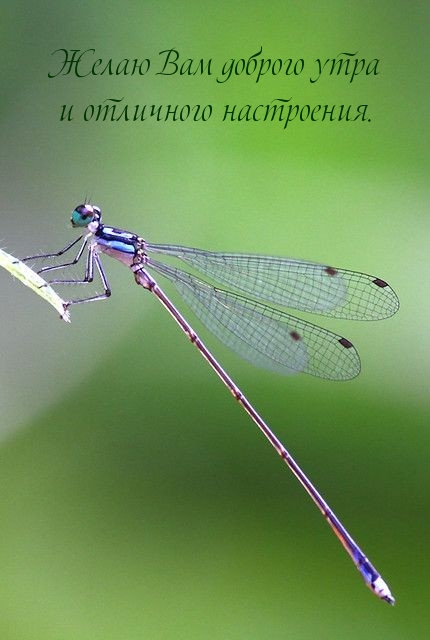 Желаю Вам доброго утра и отличного настроения.