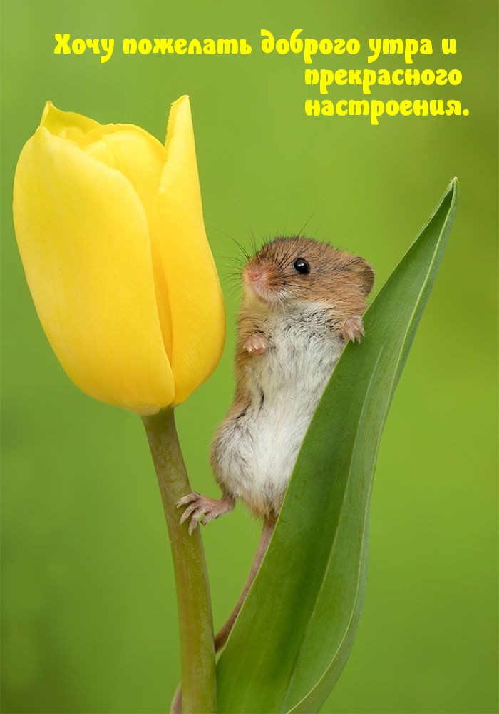 Хочу пожелать доброго утра и прекрасного настроения.