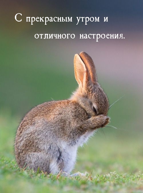 С прекрасным утром и отличного настроения.