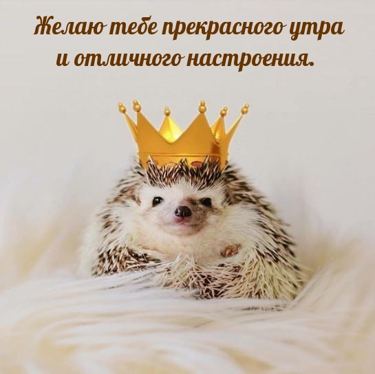 Желаю тебе прекрасного утра и отличного настроения.