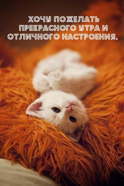 Хочу пожелать прекрасного утра и отличного настроения.