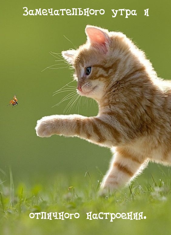 Замечательного утра и отличного настроения.