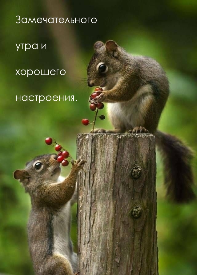 Замечательного утра и хорошего настроения.