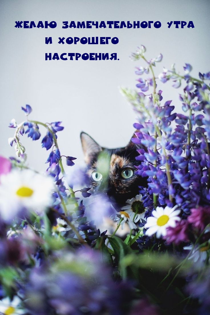 Желаю замечательного утра и хорошего настроения.