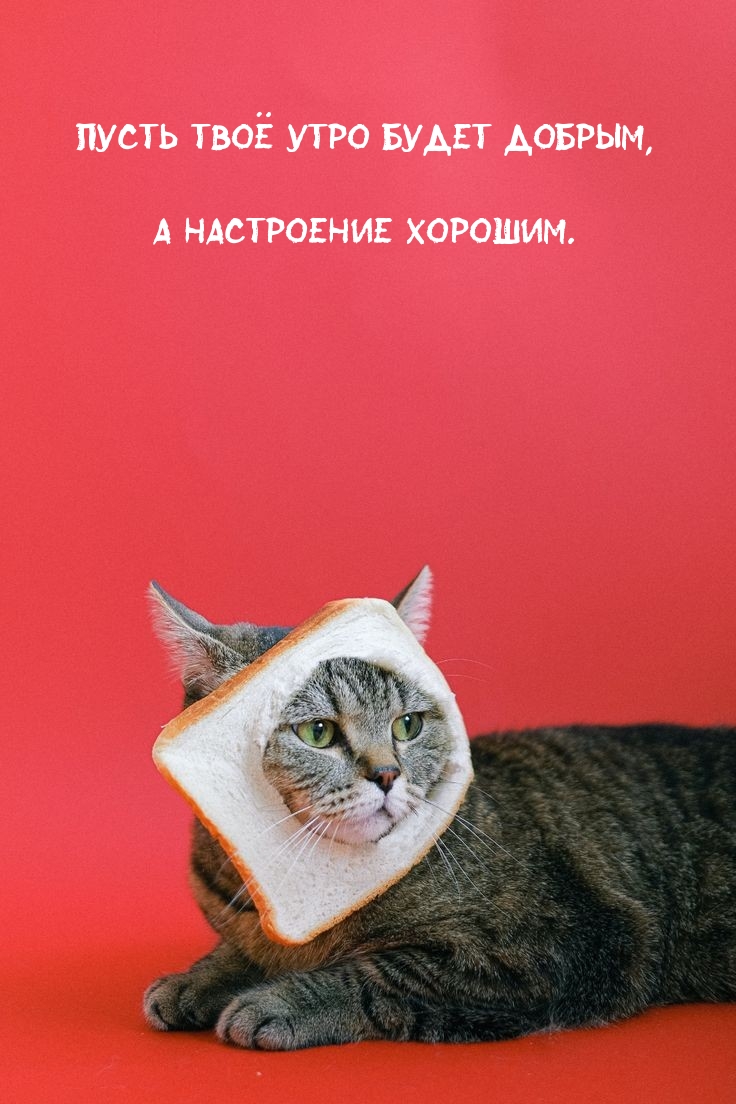 Пусть твоё утро будет добрым, а настроение хорошим.