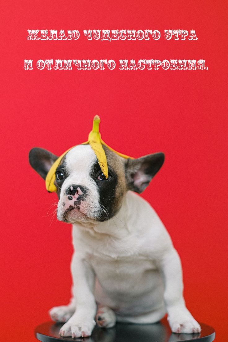 Желаю чудесного утра и отличного настроения.
