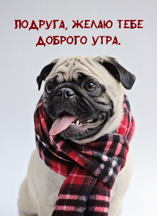 Подруга, желаю тебе доброго утра.