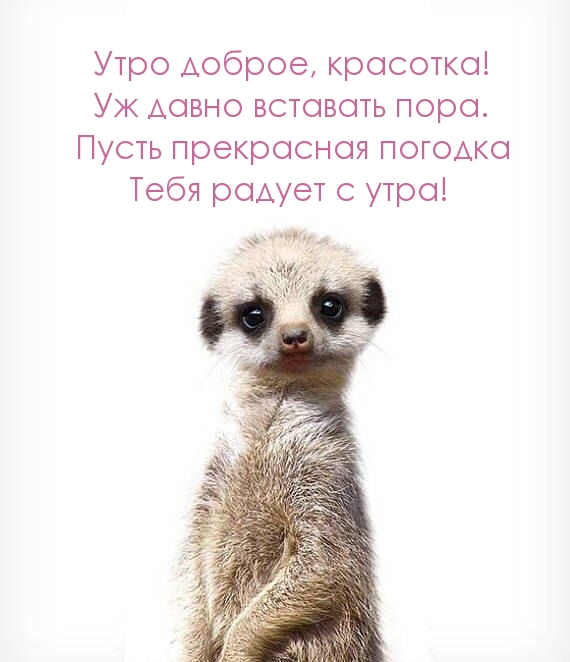 Утро доброе, красотка! Уж давно вставать пора.
