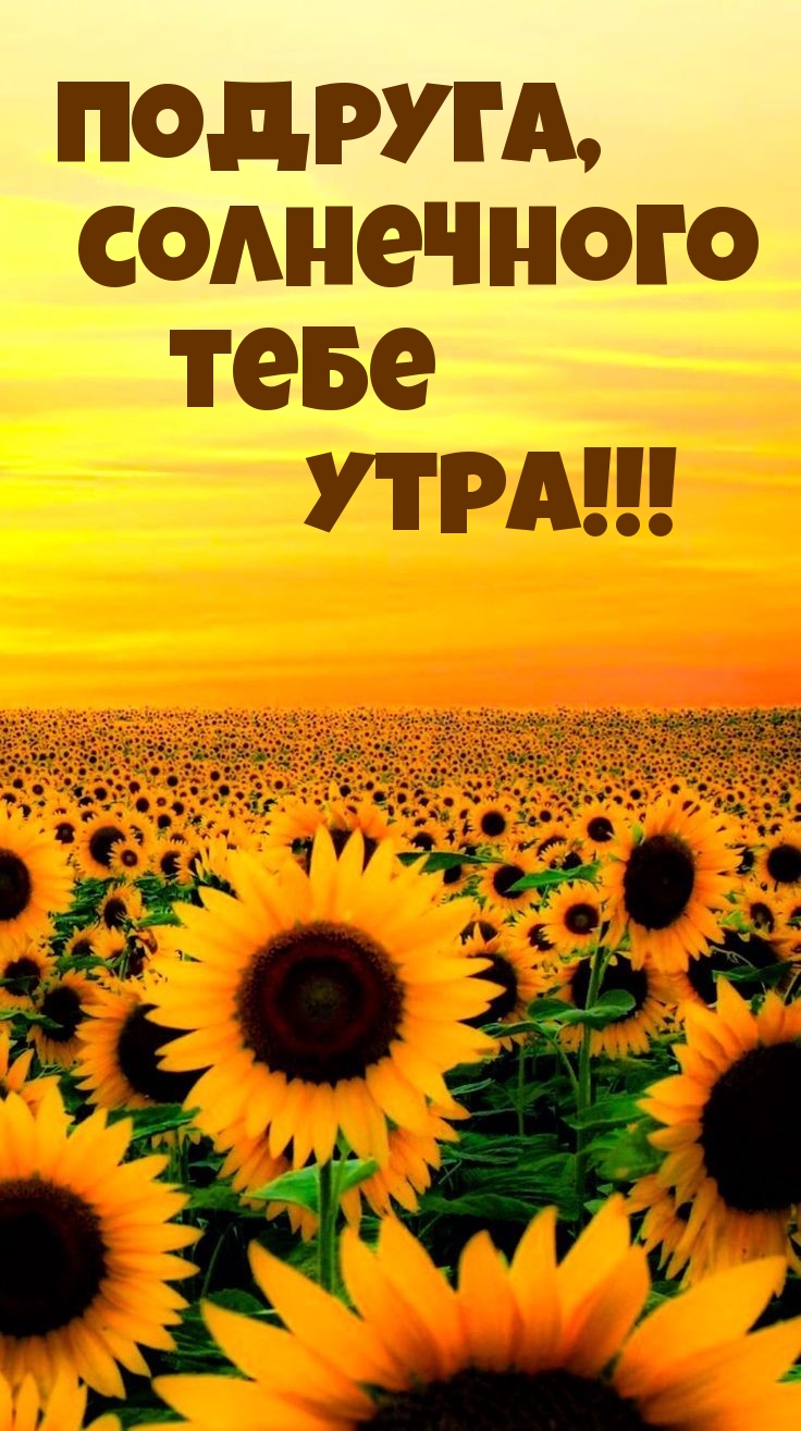 Подруга, солнечного тебе утра!