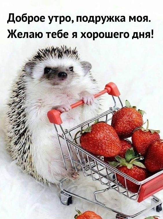 Доброе утро, подружка моя. Желаю тебе я хорошего дня!