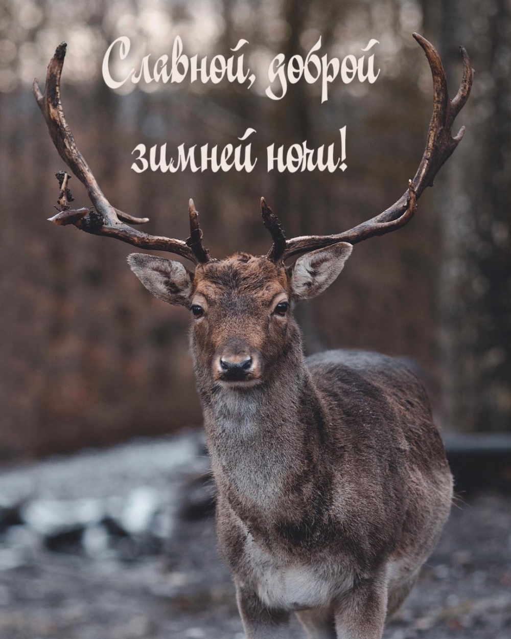 Славной, доброй зимней ночи!