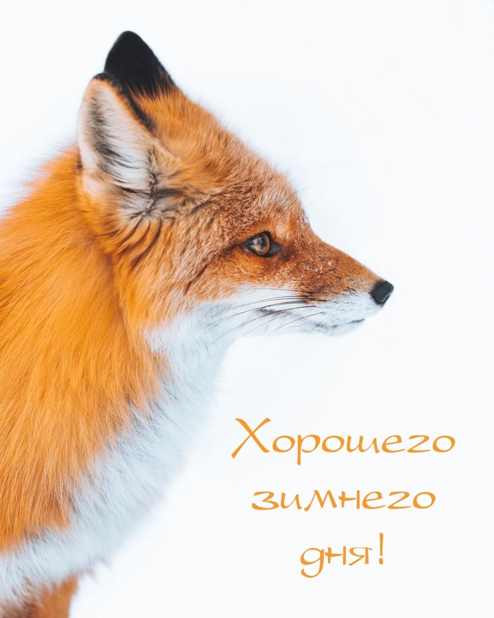 Хорошего зимнего дня!