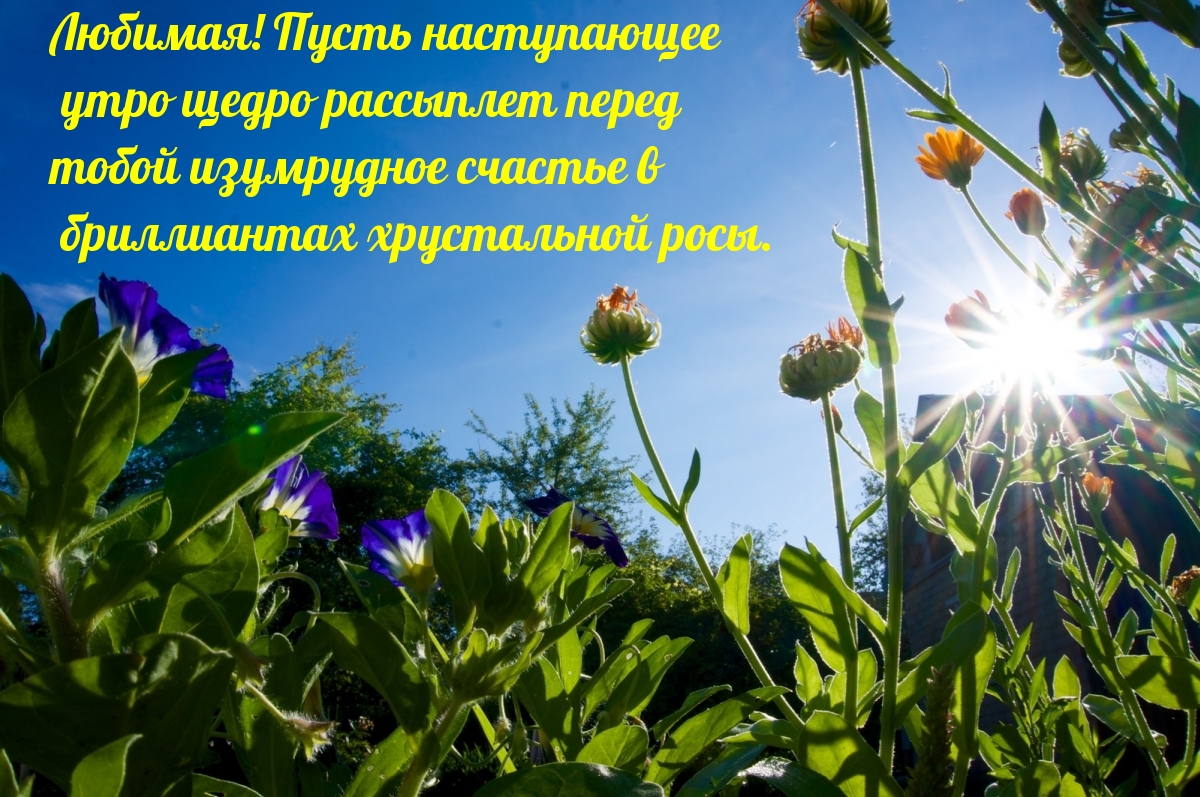 Любимая! Пусть наступающее утро будет щедрым