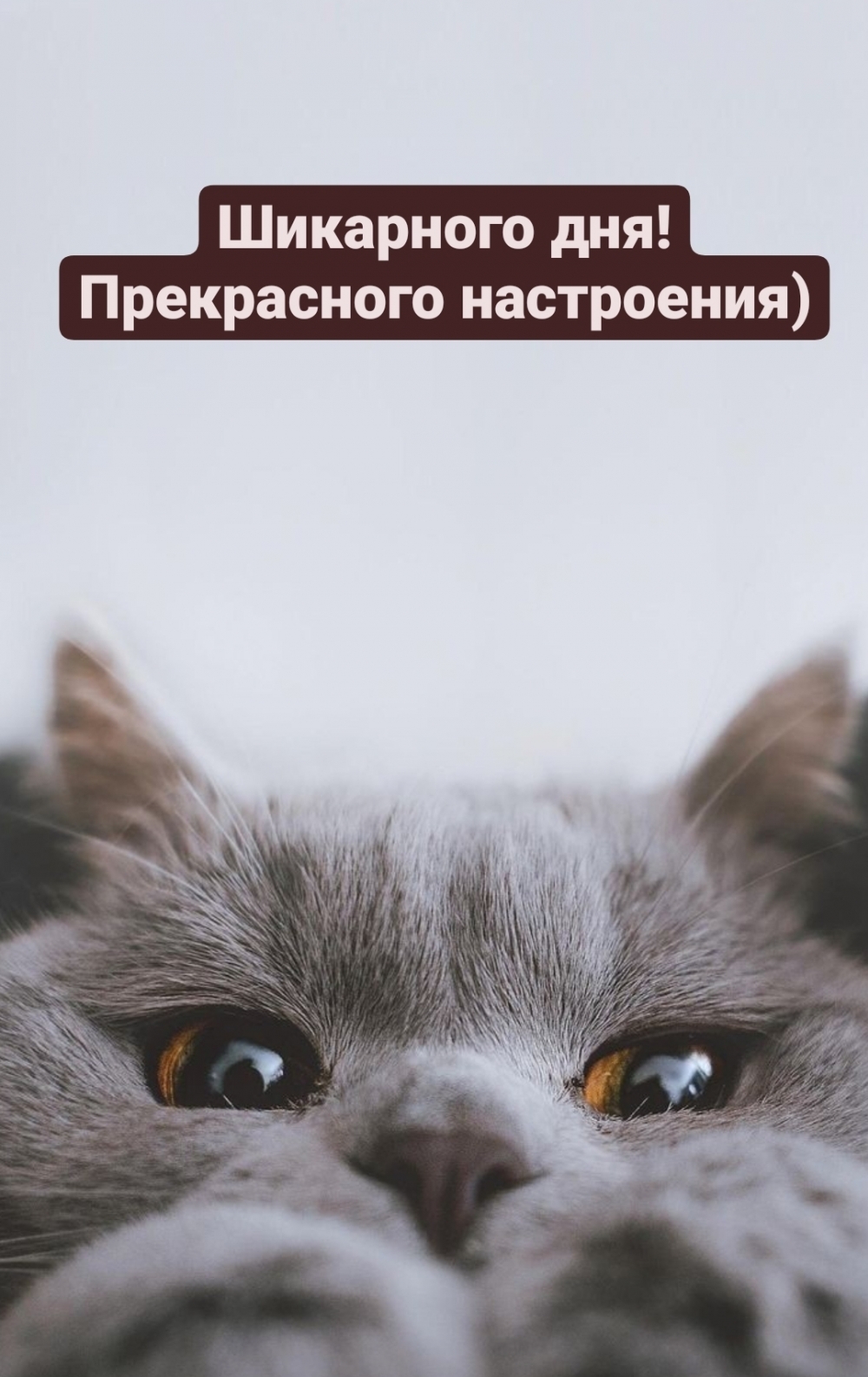 Шикарного дня! Прекрасного настроения)