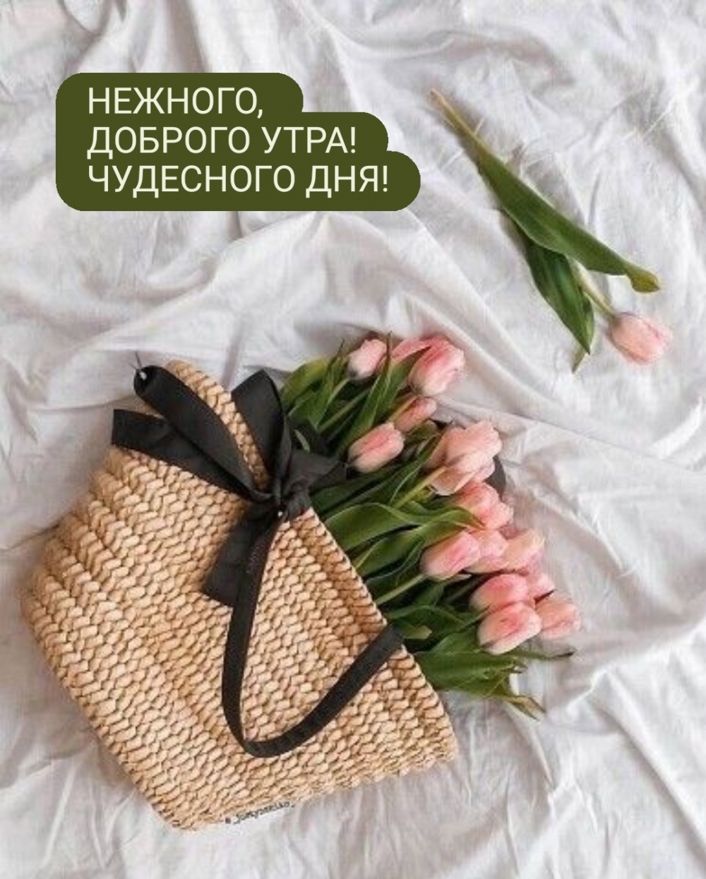 НЕЖНОГО, ДОБРОГО УТРА! ЧУДЕСНОГО ДНЯ!