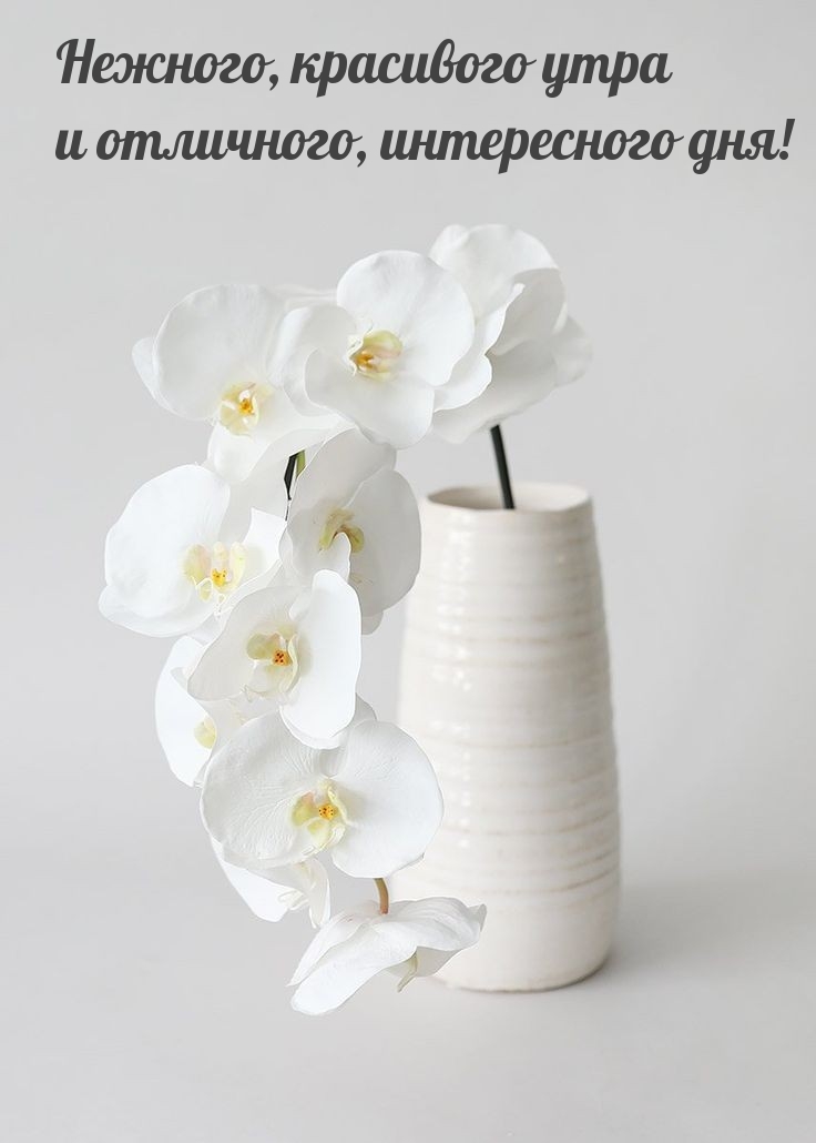 Нежного, красивого утра и отличного, интересного дня!