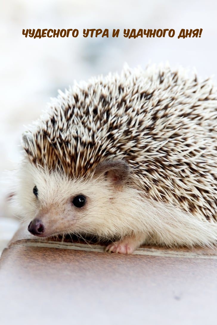 Чудесного утра и удачного дня!