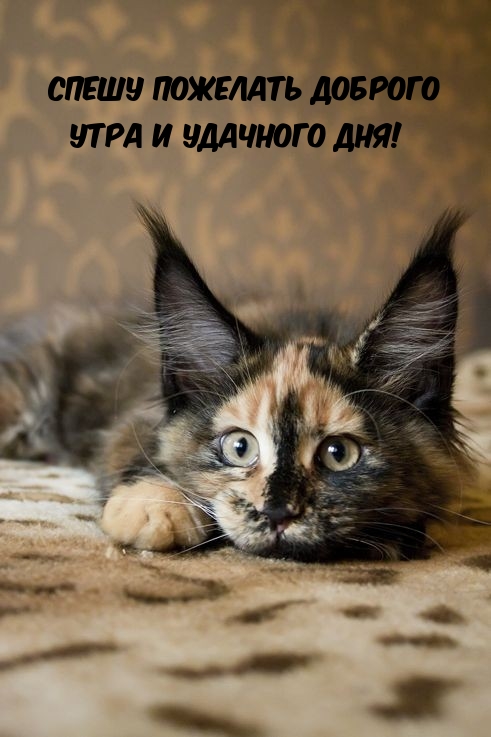 Спешу пожелать доброго утра и удачного дня!