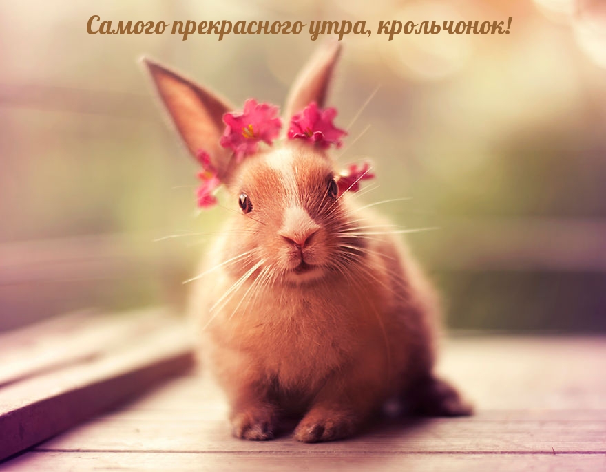 Самого прекрасного утра, крольчонок!