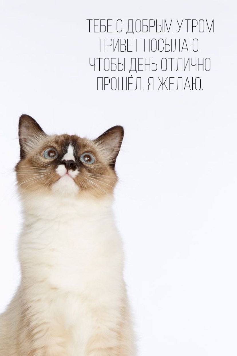Тебе с добрым утром привет посылаю.