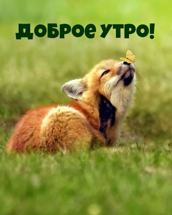 Доброе утро!