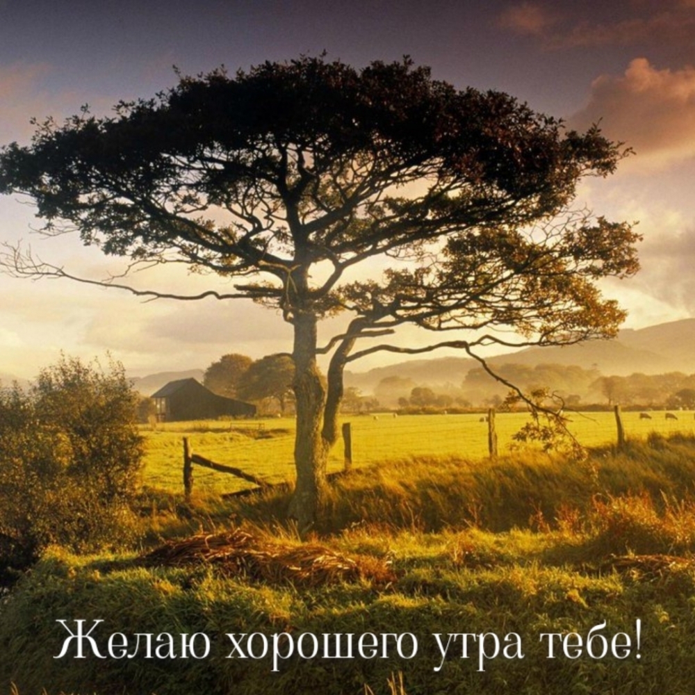 Желаю хорошего утра тебе!