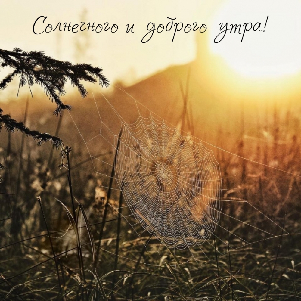 Солнечного и доброго утра!