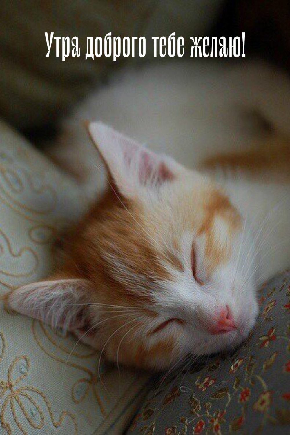 Утра доброго тебе желаю!