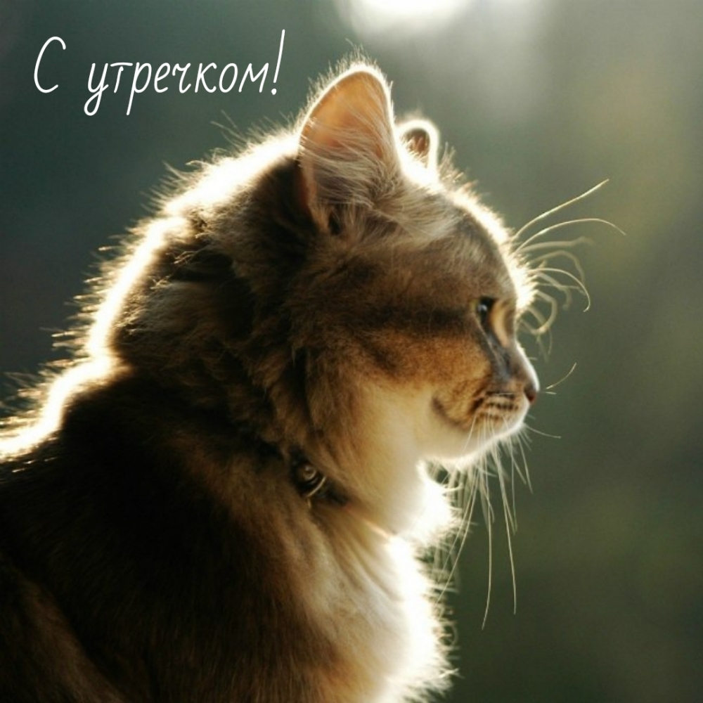 С утречком!
