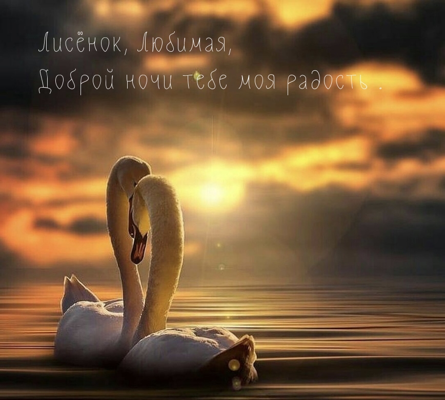 Лисёнок, Любимая, Доброй ночи тебе моя радость.