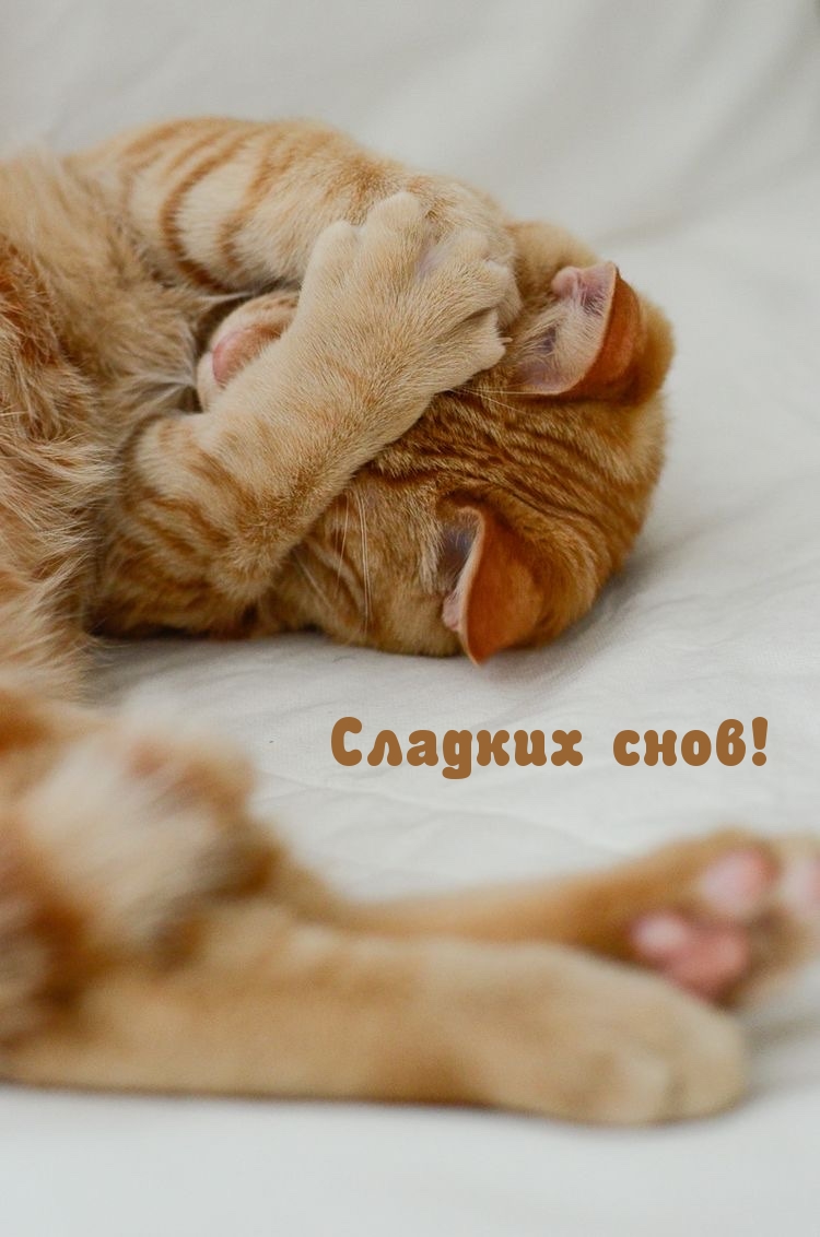 Сладких снов!