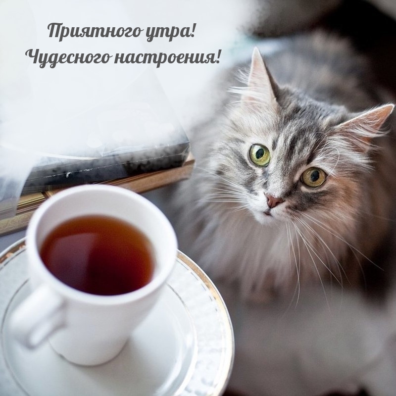 Приятного утра! Чудесного настроения!