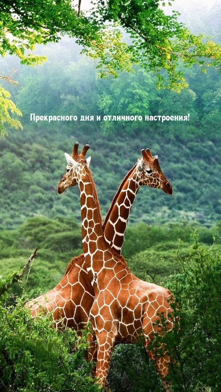 Прекрасного дня и отличного настроения!