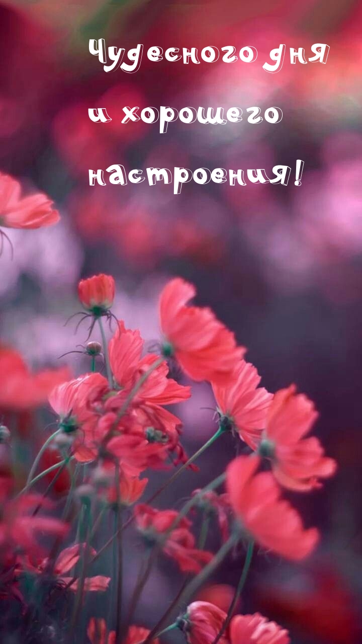 Чудесного дня и хорошего настроения!
