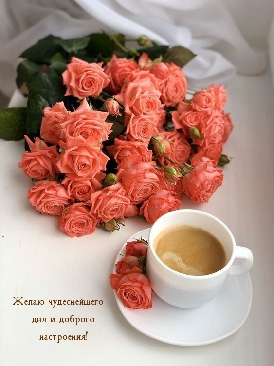 Желаю чудеснейшего дня и доброго настроения!