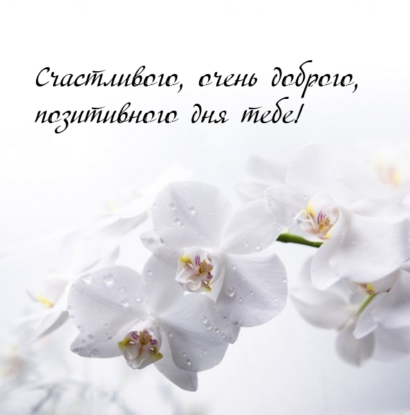 Счастливого, очень доброго, позитивного дня тебе!