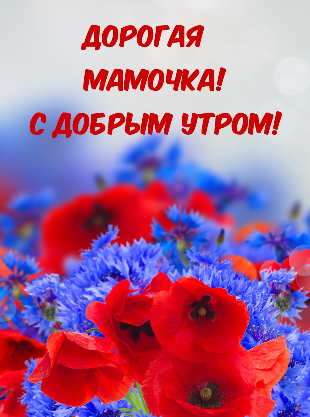 Дорогая мамочка! С добрым утром!
