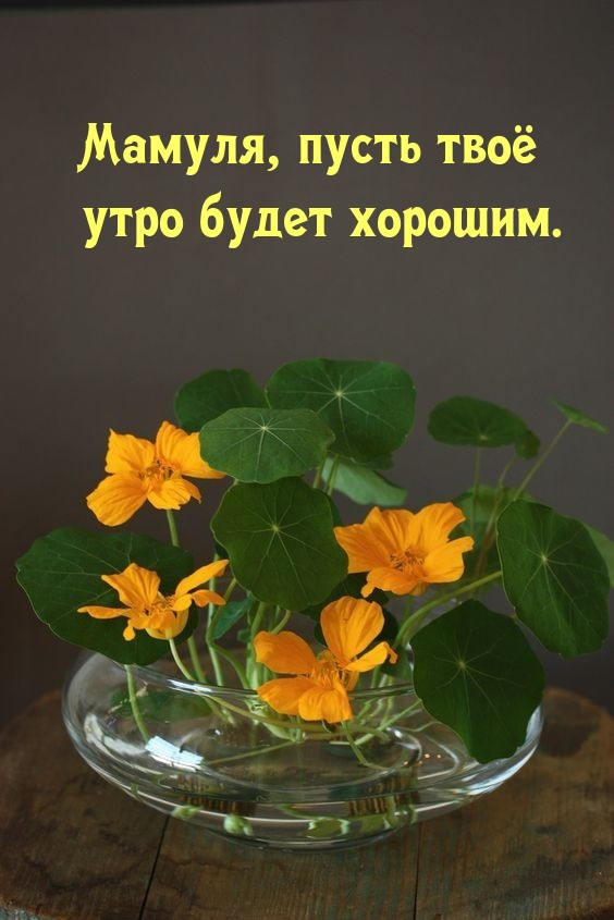 Мамуля, пусть твоё утро будет хорошим.