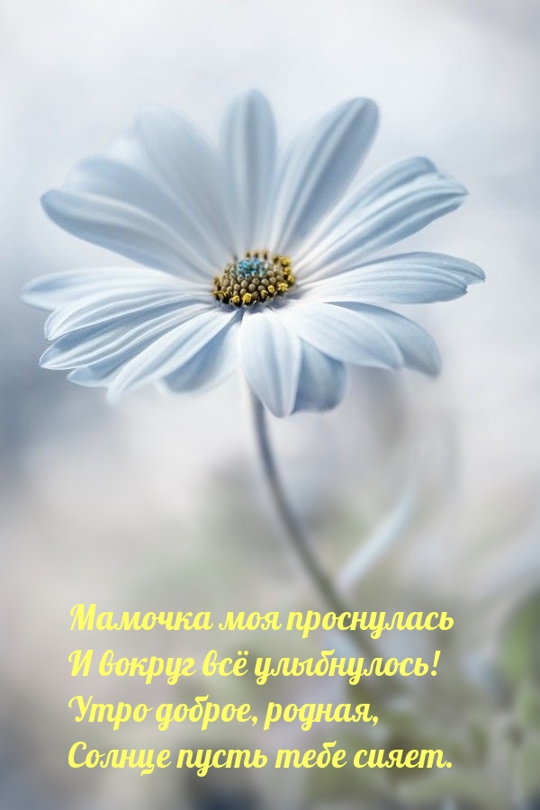 Мамочка моя проснулась и вокруг всё улыбнулось!
